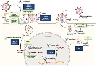 Hiv Um Paciente Sem Tratamento Previo Mata O Virus